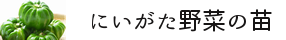 にいがた野菜の苗