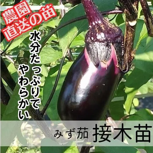 みず茄子苗