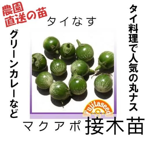 タイなす苗