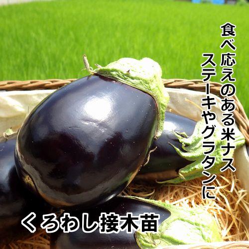 くろわし苗