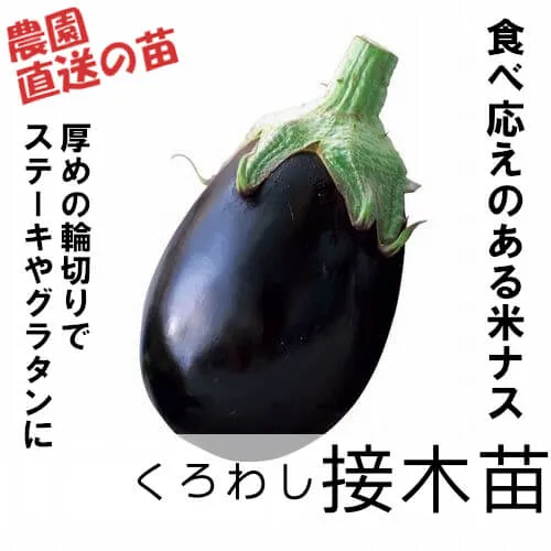 くろわし苗