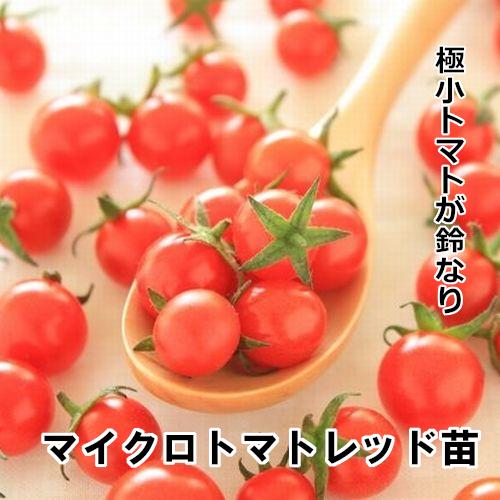 マイクロトマトレッド苗