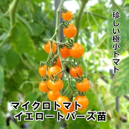 マイクロトマトイエロートパーズ苗