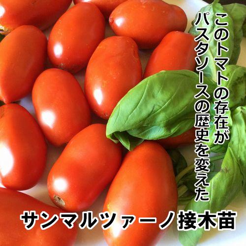 サンマルツァーノ苗