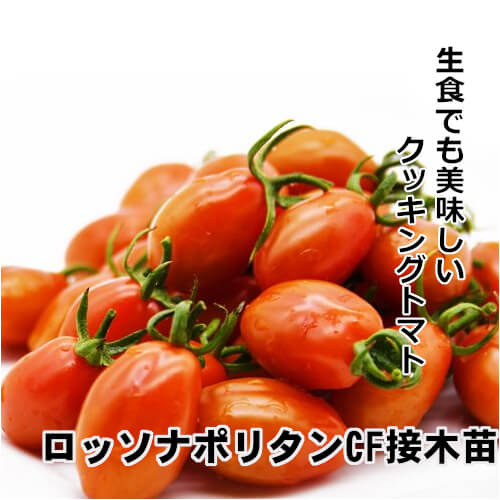 ロッソナポリタン苗