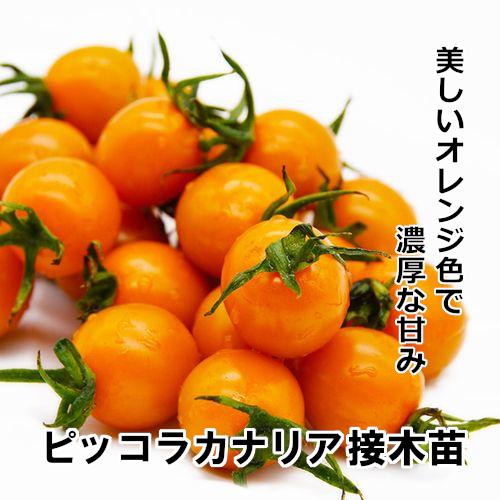 ピッコラカナリア苗