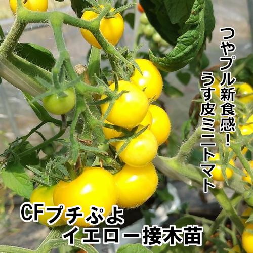 CFプチぷよイエロー苗