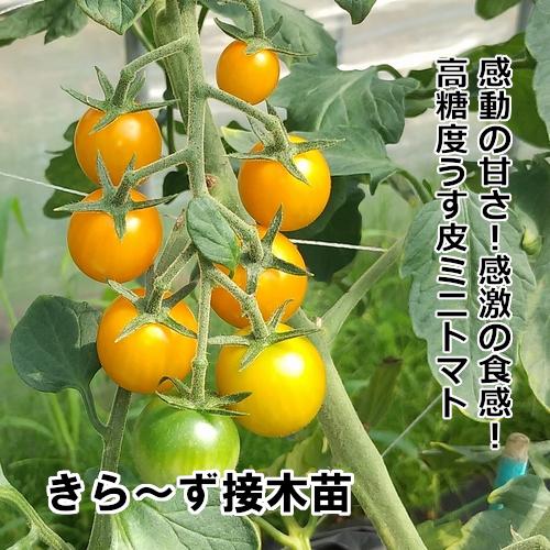 きらーず
