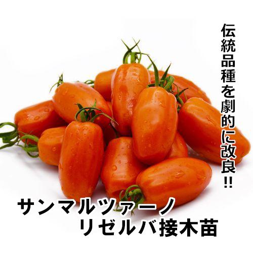 サンマルツァーノリゼルバ苗