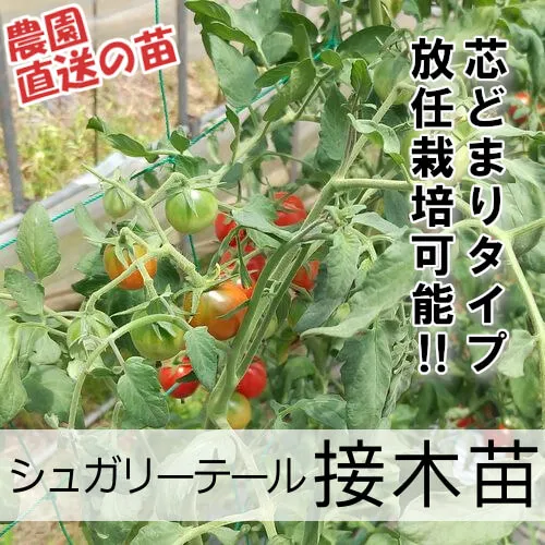 シュガリーテール苗