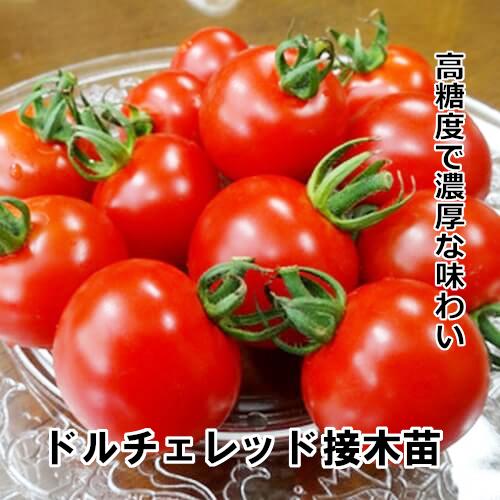 ドルチェレッド苗