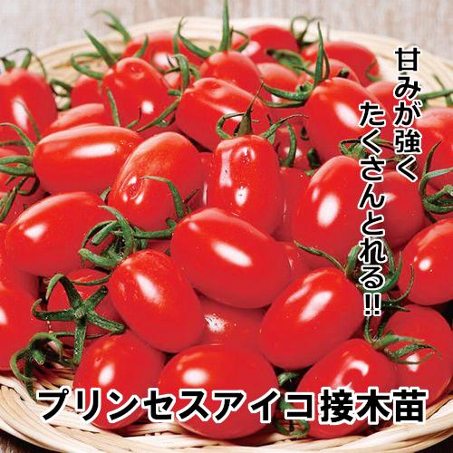 プリンセスアイコ苗