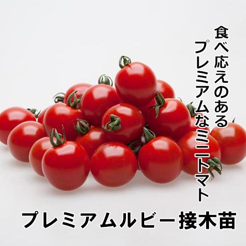 プレミアムルビー苗