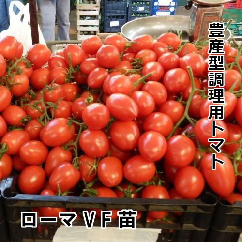 ローマVF苗