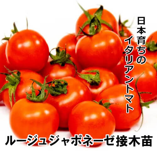 ルージュジャポネーゼ苗