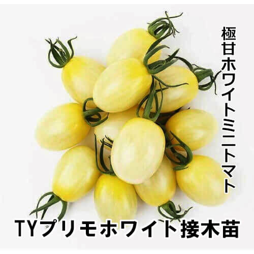 TYプリモホワイト苗