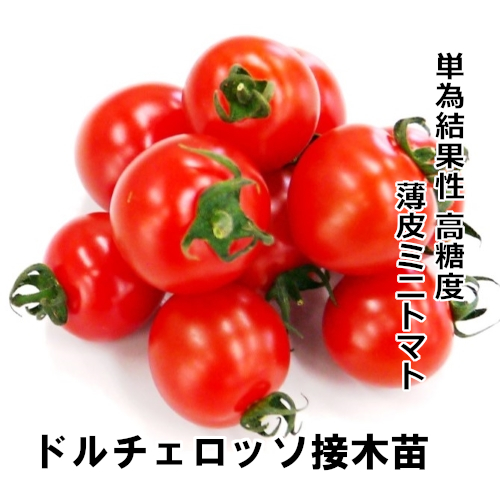 ドルチェロッソ苗