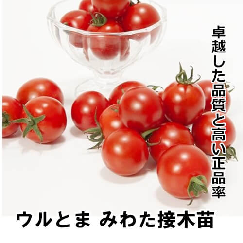 みわた苗