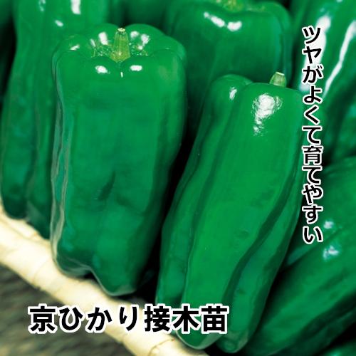  京ひかり苗