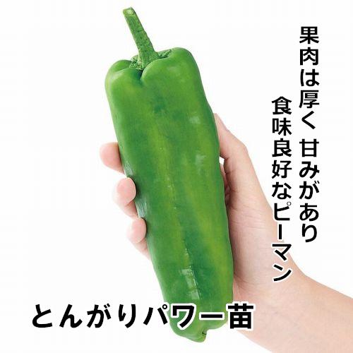  ジャンボピーマン苗