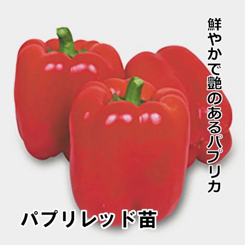 パプリレッド苗