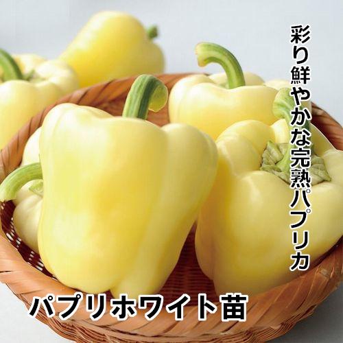 パプリホワイト苗