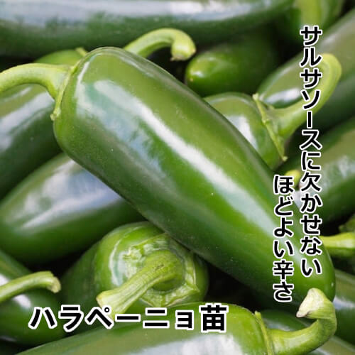 サルサ・デ・ウマイ苗