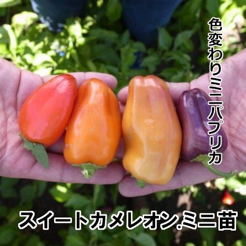 スイートカメレオン・ミニ苗