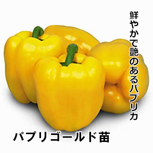 パプリゴールド苗