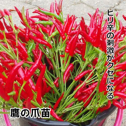 鷹の爪苗