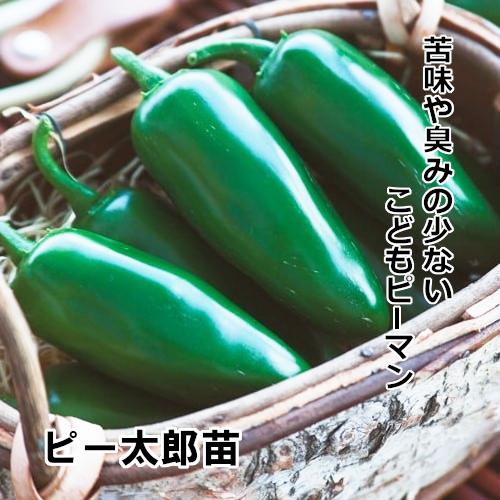 ピー太郎苗