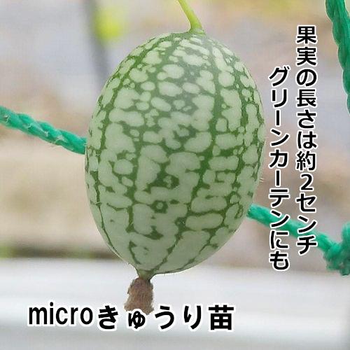 マイクロきゅうり