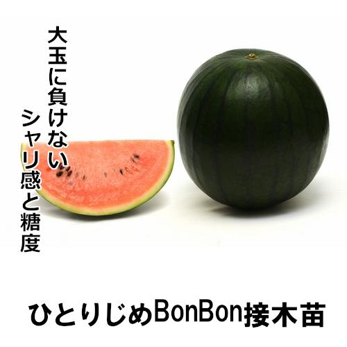 ひとりじめBonBon苗