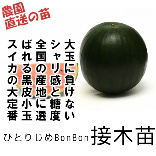 ひとりじめBonBon苗