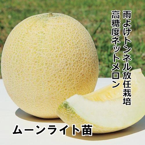 ムーンライト