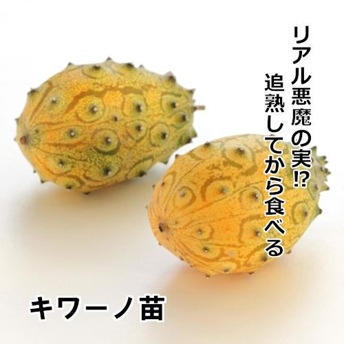 キワーノ