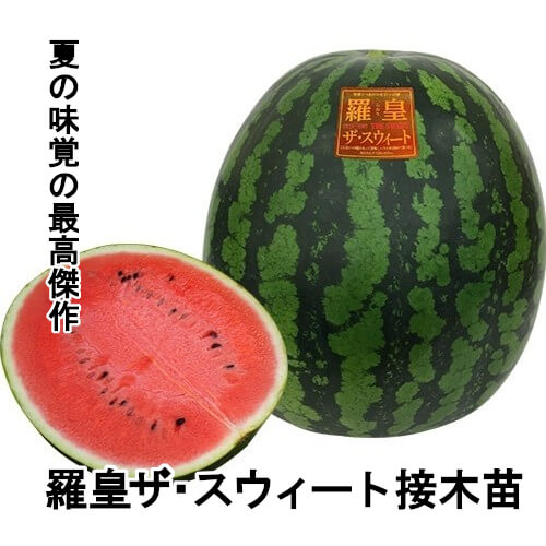 羅皇ザ・スウィート苗