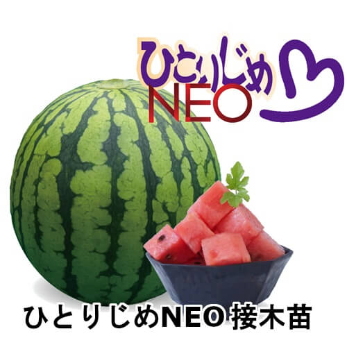 ひとりじめNEO苗
