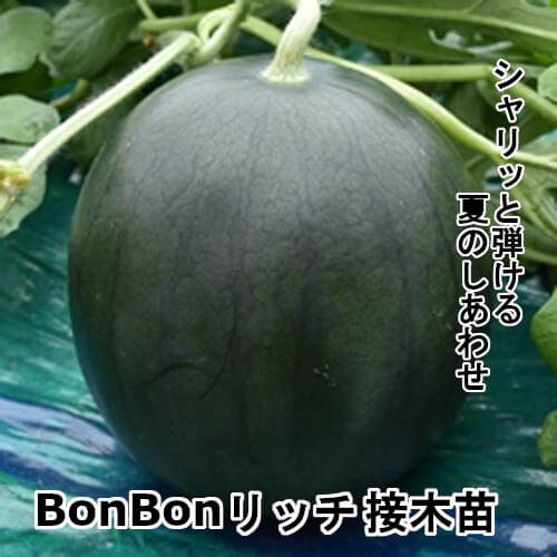 BonBonリッチ苗