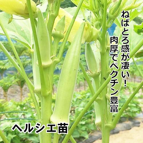 ヘルシエ苗