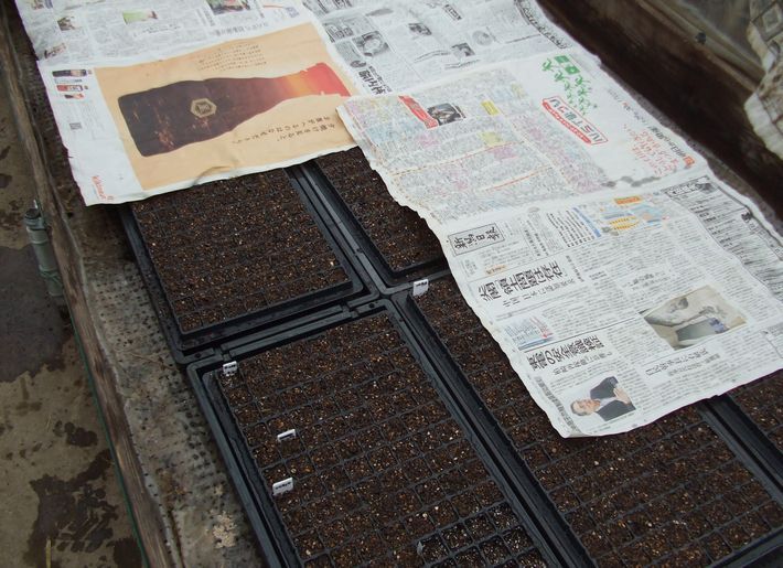 播種後、軽く水を掛け温床で発芽させる。新聞紙で表面が乾燥するのを防ぎます。