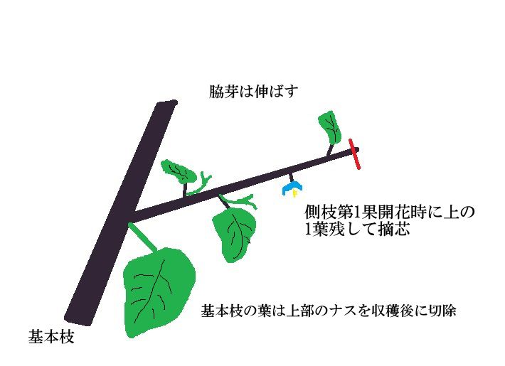 側枝1番果の開花時に上に1葉残して摘芯します。 切り戻し