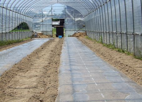 植穴にお湯を流し込んだ後、透明マルチを張ります マルチ